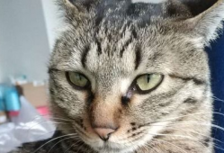 猫视频,猫视频里的趣味瞬间